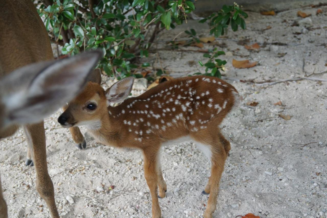 Deer Run On The Atlantic Bed and Breakfast Big Pine Key Buitenkant foto